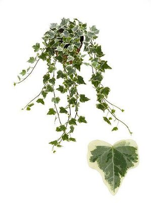 Hedera 'White Wonder' - Image courtesy of plantline
