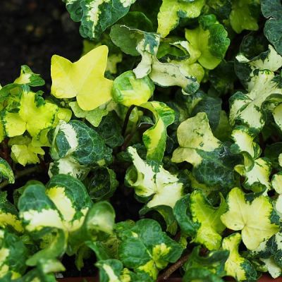 'Hedera Kolbri Gold' - photo by Agnieszka Kwiecień (CC BY-SA 2.0)