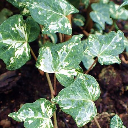 Hedera Kolibri - Photo by Krzysztof Ziarnek, Kenraiz (CC BY-SA 4.0)
