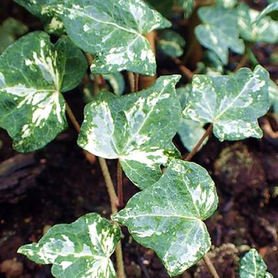 Hedera Kolibri - Photo by Krzysztof Ziarnek, Kenraiz (CC BY-SA 4.0)