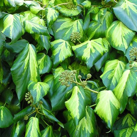 Hedera 'Paddy's Pride'