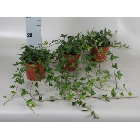 Hedera helix 'Shamrock'