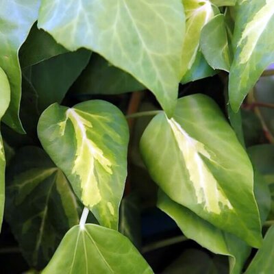 Hedera 'Sulphur Heart' (3L pot)