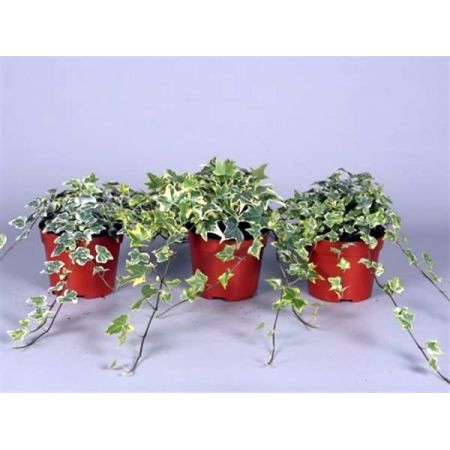 Hedera variegated  - Image courtesy of Pannebakker