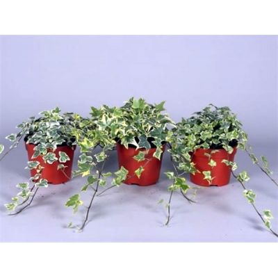 Hedera variegated  - Image courtesy of Pannebakker