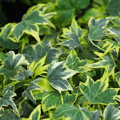 Hedera 'Yellow Ripple' - Photo by Agnieszka Kwiecień, Nova (CC BY-SA 4.0)