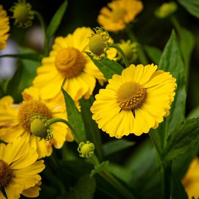 Helenium 'Lemon' - Image by Freddy from Pixabay 