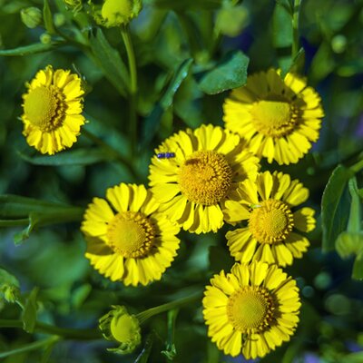 Helenium 'Lemon Sundae' - Image by Aria Film from Pixabay 