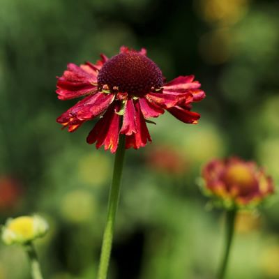 Helenium 'Moerheim Beauty' (2L pot)