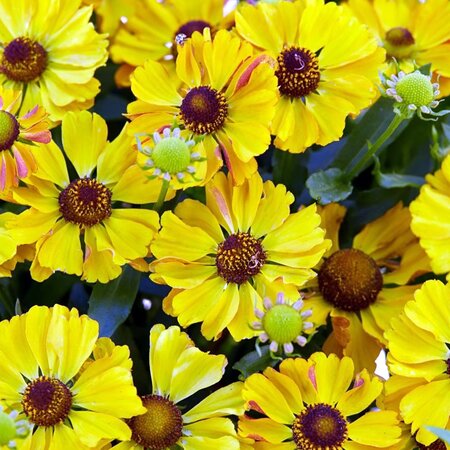 Helenium Okra Sundae - Public Domain Image