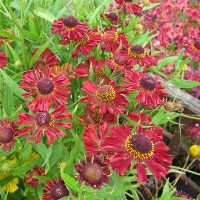 Helenium 'Red Jewel' - Photo by Leonora (Ellie) Enking (CC BY-SA 2.0)