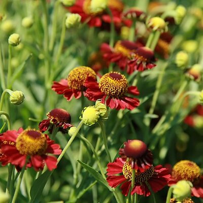 Helenium 'Ruby Tuesday' - Photo by David J. Stang (CC BY-SA 4.0)