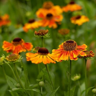 Helenium 'Short n Sassy' - Image by Sonja Kalee from Pixabay 