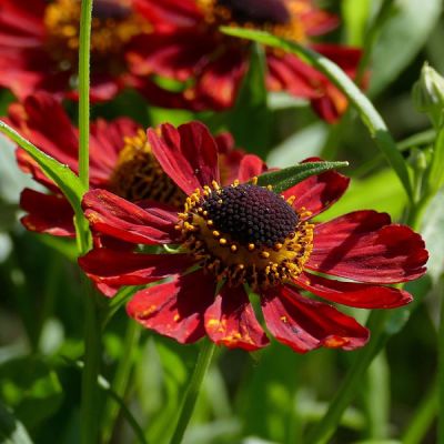 Helenium "Strawberry Sundae" - Image by DieFia from Pixabay 