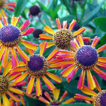 Helenium 'Tie Dye' - Extract from public image here under fair use