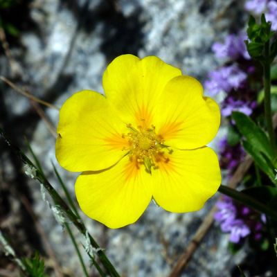 Helianthemum "Ben Fhada" - Image by Hans Braxmeier from Pixabay 