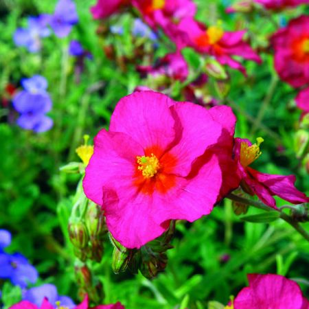 Helianthemum Ben Hope - Photo by איתן פרמן (GFDL)