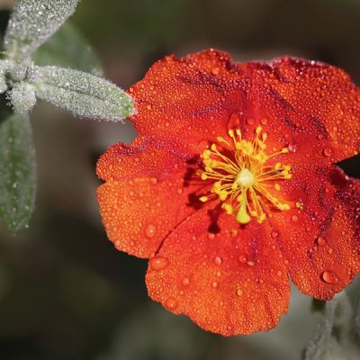 Helianthemum Brilliant - Image by Annette Meyer from Pixabay 