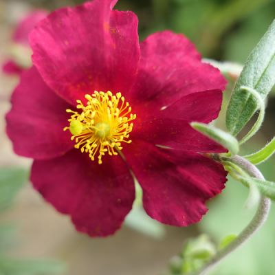Helianthemum "Bunbury" - Image by delux from Pixabay
