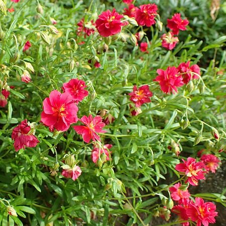 Helianthemum 'Cerise Queen' - Photo by Krzysztof Ziarnek, Kenraiz (CC BY-SA 4.0)