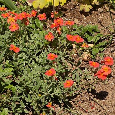 Helianthemum 'Fire Dragon' - Photo by Derek Ramsey (CC BY-SA 3.0)