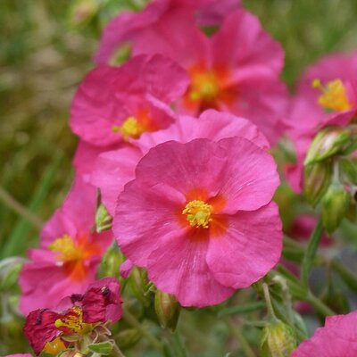 Helianthemum 'Georgeham'  - Image by Peter from Pixabay 