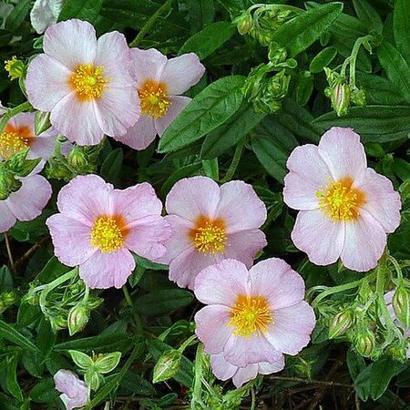 Helianthemum 'Lawrensons Pink' - Photo by 	Jamain (GFDL)