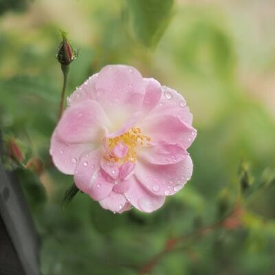 Helianthemum 'Pink Angel' - Photo by T.Kiya (CC BY-SA 2.0)