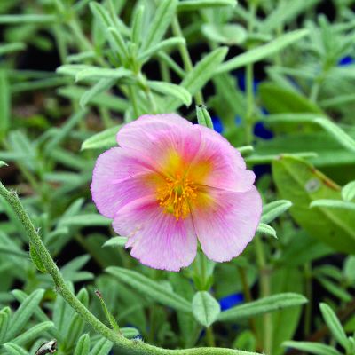 Helianthemum "Wisley Pink" - Photo by Ghislain118 (GFDL)