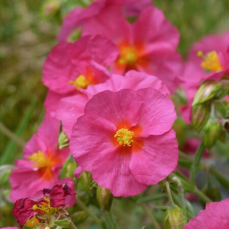 Helianthemum 'Ben Hope' - Image by Peter from Pixabay 