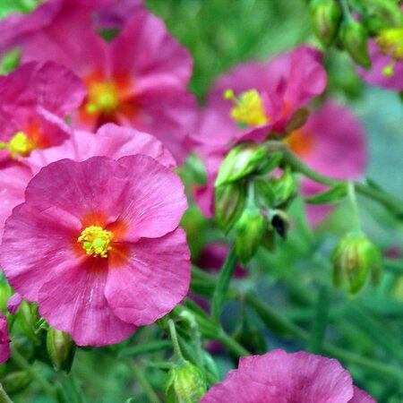 Helianthemum 'Supreme' - Image by Peter from Pixabay 