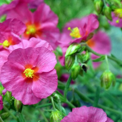 Helianthemum 'Supreme' - Image by Peter from Pixabay 