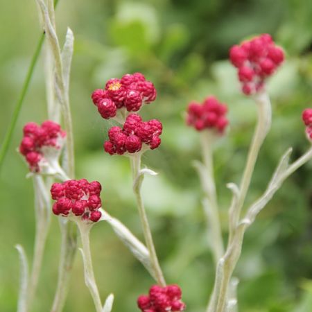 Helichrysum "Red Jewel" - Image courtesy of publicdomainpictures.net