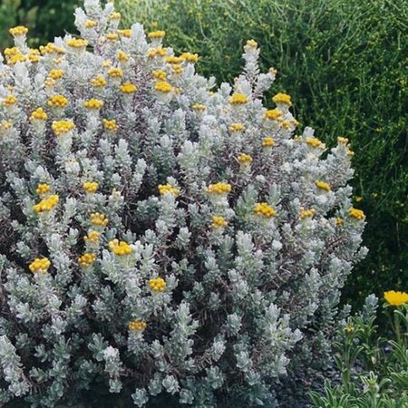 Helichrysum splendidum - Photo by Ghislain118 (GFDL)