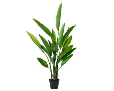 Heliconia in pot