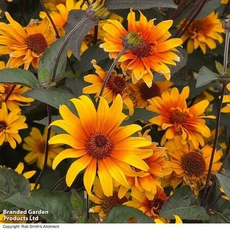 Heliopsis Burning Hearts - Image courtesy of Thompson & Morgan
