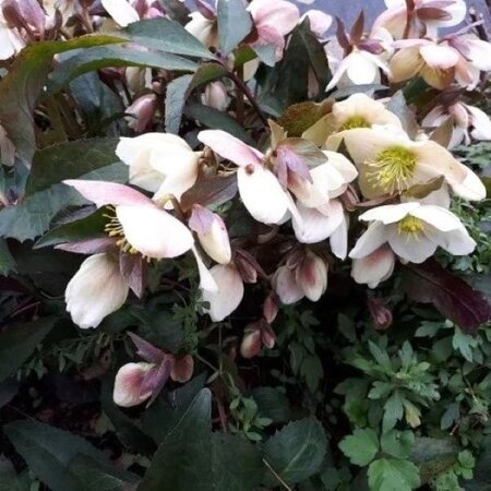 Helleborus 'Camelot' - Photo by Line (CC BY-SA 4.0)