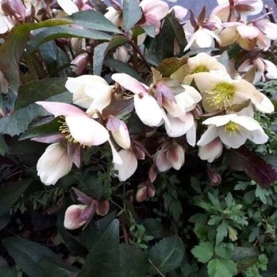 Helleborus 'Camelot' - Photo by Line (CC BY-SA 4.0)