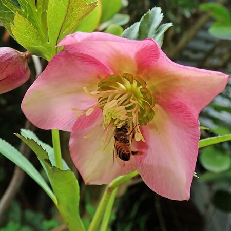 Helleborus 'Cheryls Shine' - Image by Beverly Buckley from Pixabay 