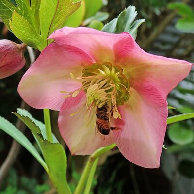 Helleborus 'Cheryls Shine' - Image by Beverly Buckley from Pixabay 