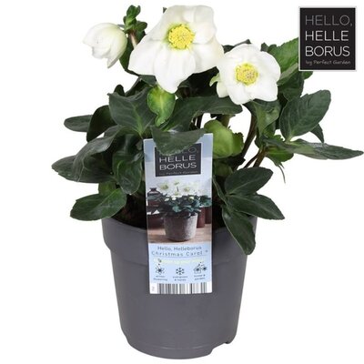 Helleborus 'Christmas Carol' (12cm pot)