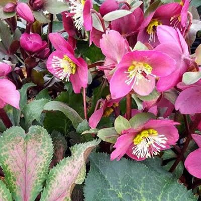 Helleborus "Frostkiss Anna's Red" - Photo in public domain
