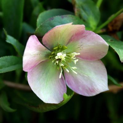 Helleborus 'Glenda's Gloss' (2L pot)