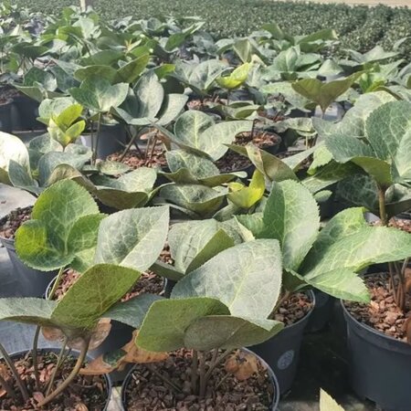 Helleborus 'Glendas Gloss' - Image courtesy of Tully Nurseries