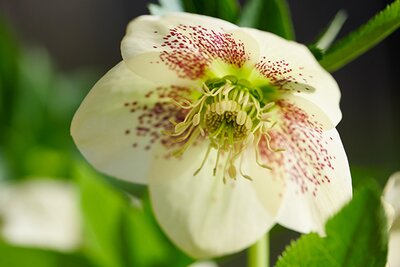 Helleborus 'Viv Maeva' - Image courtesy of vivhelleborus.com