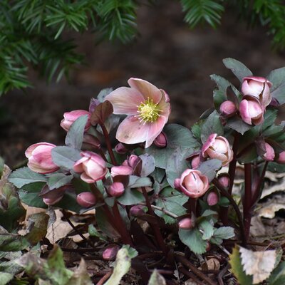 Helleborus 'Ice Breaker Rosy'® - Image by IzKant00 from Pixabay 