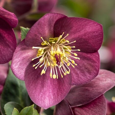 Helleborus 'Ice Breaker Ruby' - Extract of public image here under fair use