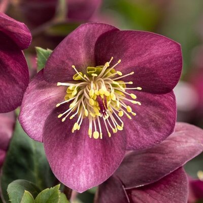 Helleborus 'Ice Breaker Ruby' - Extract of public image here under fair use