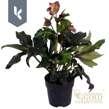 Helleborus 'Ice 'N' Roses' Pink - 