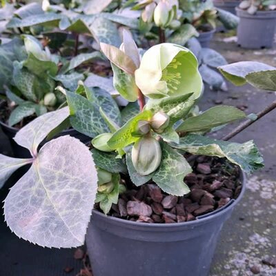 Helleborus 'Illumi Lime' - Image courtesy of Tully Nurseries